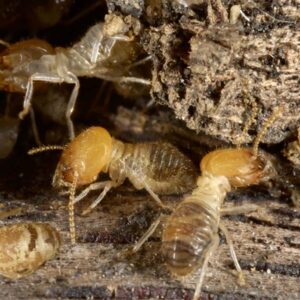 Termites at a small hole in the timber. Larger-than-life reproduction ratio. Termites are insects in the order Isoptera.