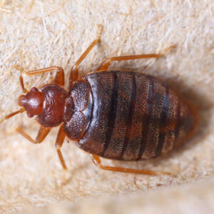 Bedbugs zoomed image in Pasadena, CA
