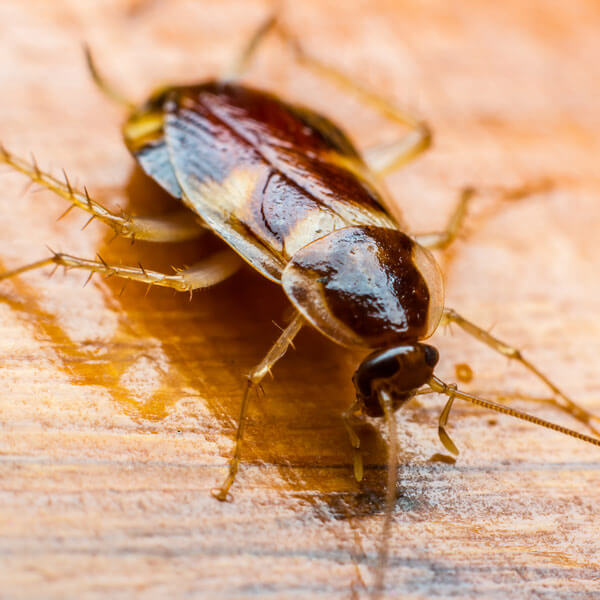 cockroach