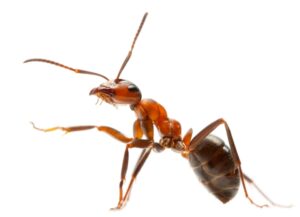 Comprehensive Pest Zoomed image in Pasadena, CA